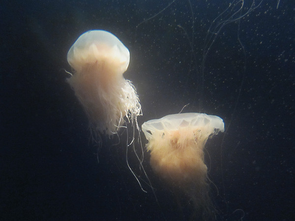 100811 キタユウレイクラゲその２（於 新江ノ島水族館）
