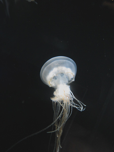 100811 エチゼンクラゲ。10cmくらいの小さな個体（於 新江ノ島水族館）