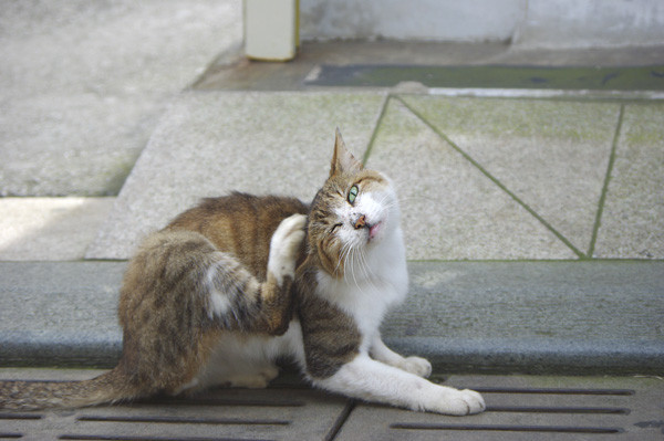 100812 江の島で会った猫たち１ （於 江の島）