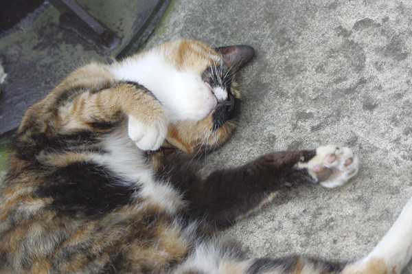 100812 江の島で会った猫たち２ （於 江の島）