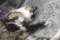 100812 江の島で会った猫たち２ （於 江の島）
