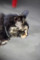 100812 江の島で会った猫たち３ （於 江の島）