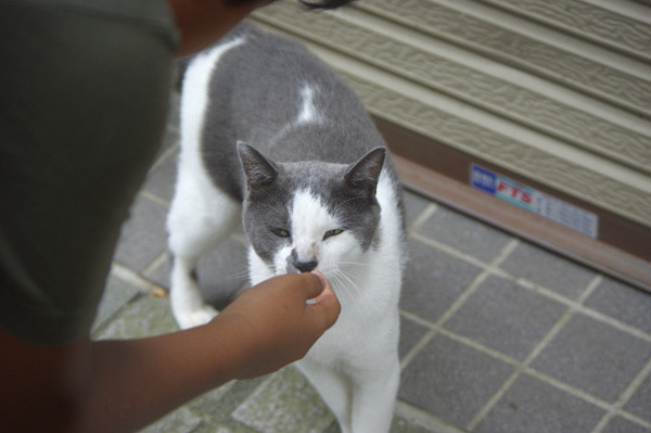 100812 江の島で会った猫たち４ （於 江の島）