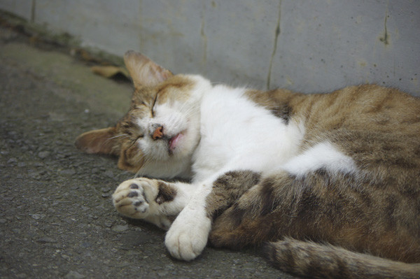 100812 江の島で会った猫たち５ （於 江の島）