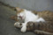 100812 江の島で会った猫たち５ （於 江の島）