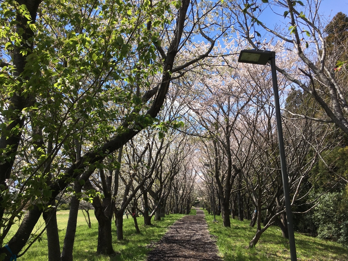f:id:serihiro:20190411125417j:plain