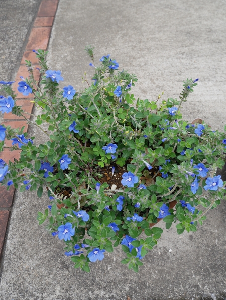 アメリカンブルー】で一気に初夏な気分～♪ - セロ弾きのゴーシュ