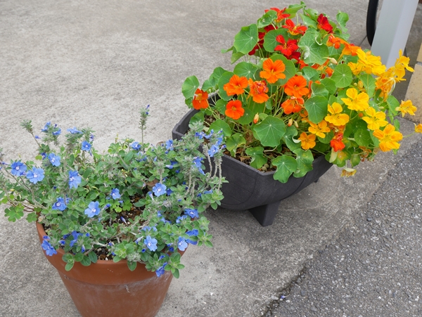 アメリカンブルー】で一気に初夏な気分～♪ - セロ弾きのゴーシュ