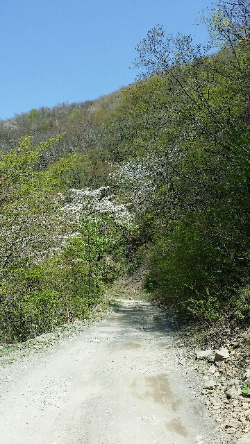 イメージ 6