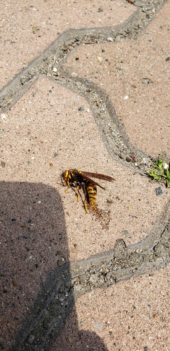 f:id:serow2012:20200503222105j:plain