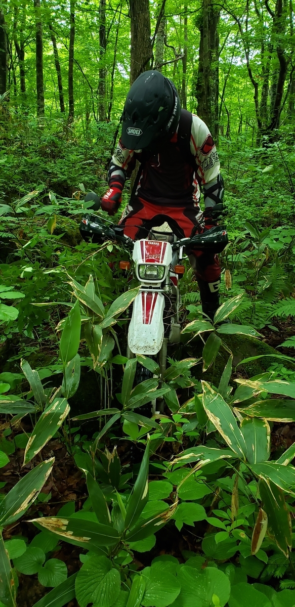 f:id:serow2012:20200630215139j:plain