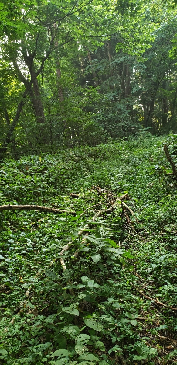 f:id:serow2012:20210225172459j:plain