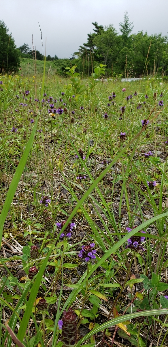 f:id:serow2012:20220312162554j:plain