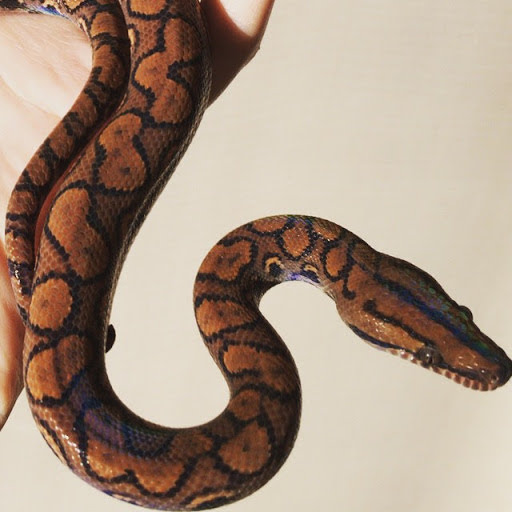 ボールパイソンって初心者向きではありません という話 アルバーティスパイソンに片想い