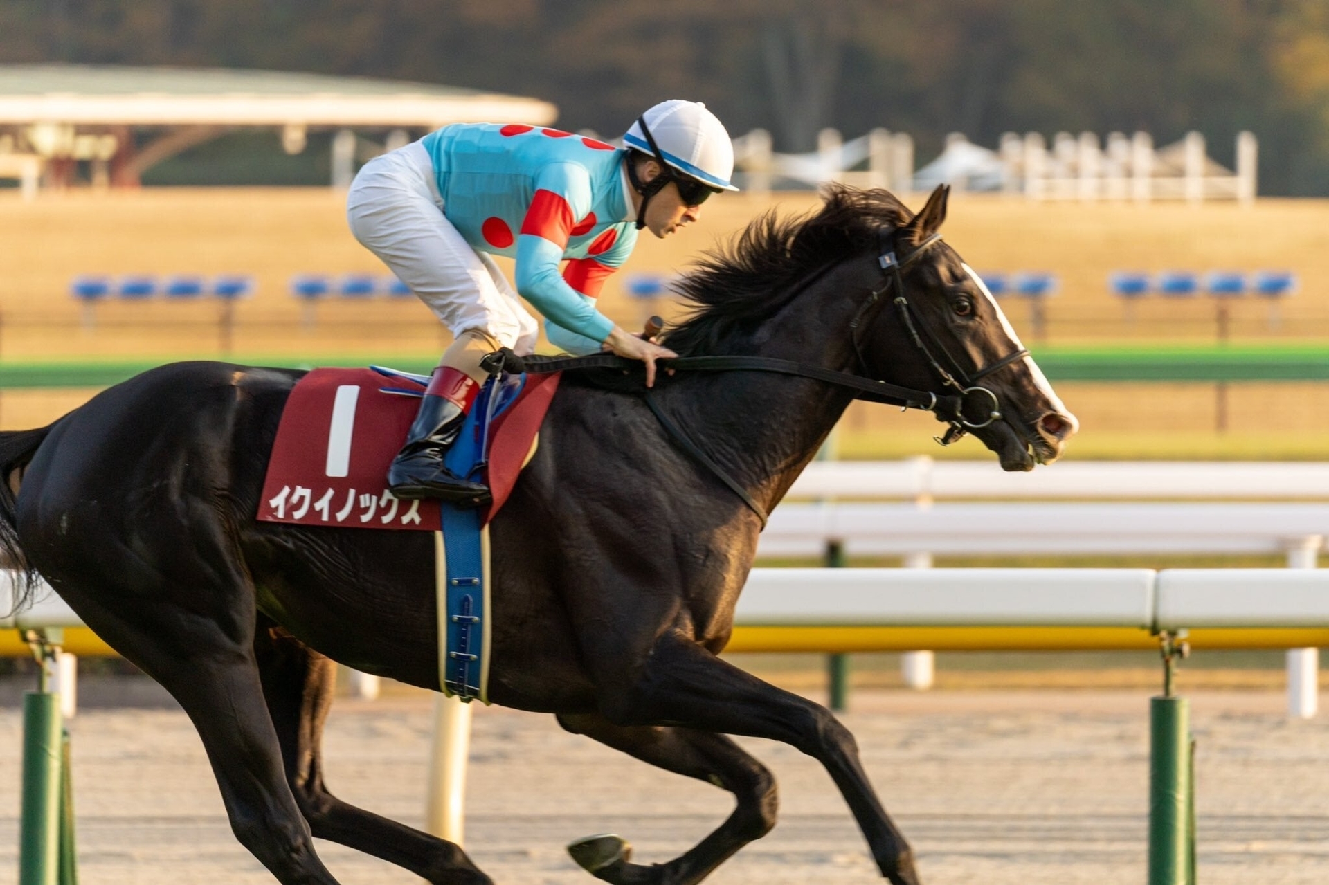 おがわじゅり イラストパネル ディープインパクト 武豊 競馬 本当