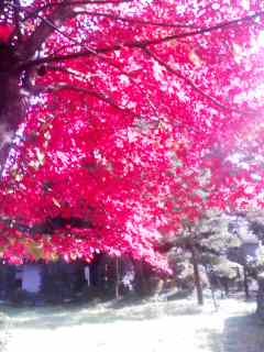 f:id:sessendo:20081117122453j:image f:id:sessendo:20081117122453j:image