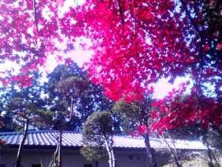 f:id:sessendo:20081120003728j:image f:id:sessendo:20081120003728j:image