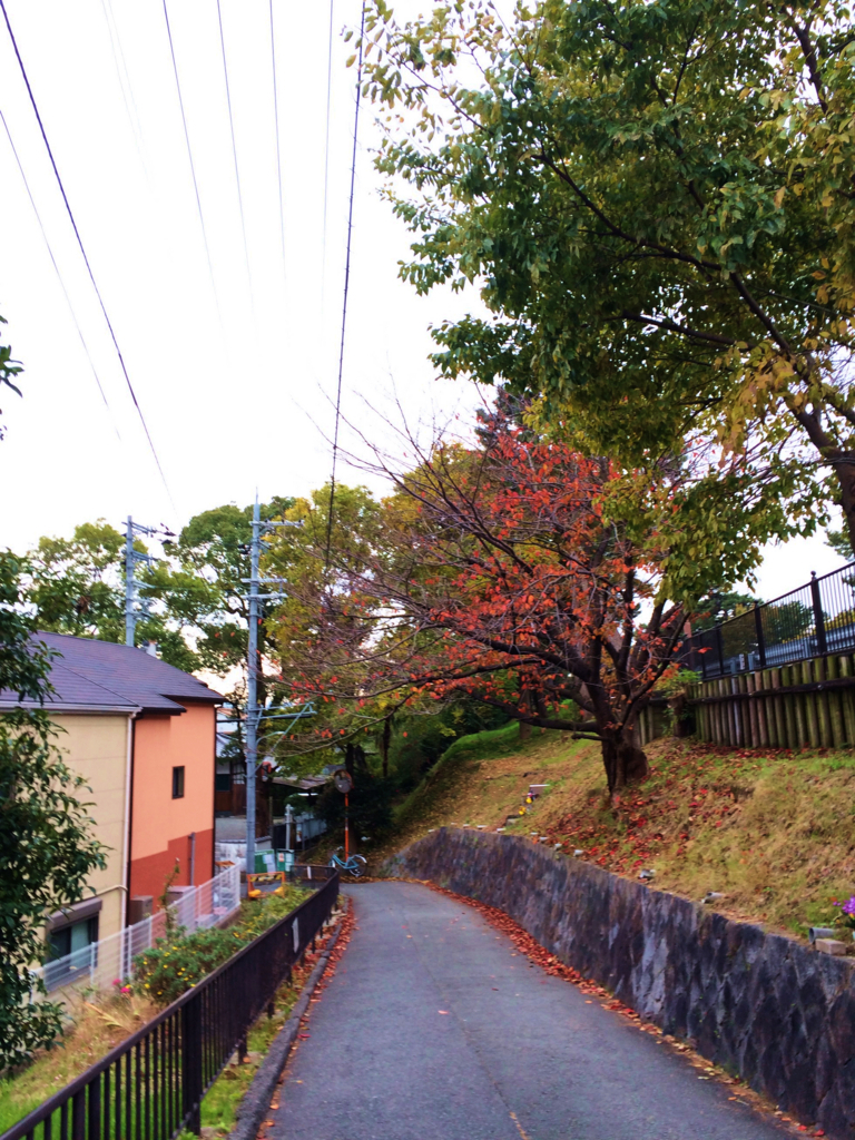 f:id:seta_tooru2:20171122165949j:plain