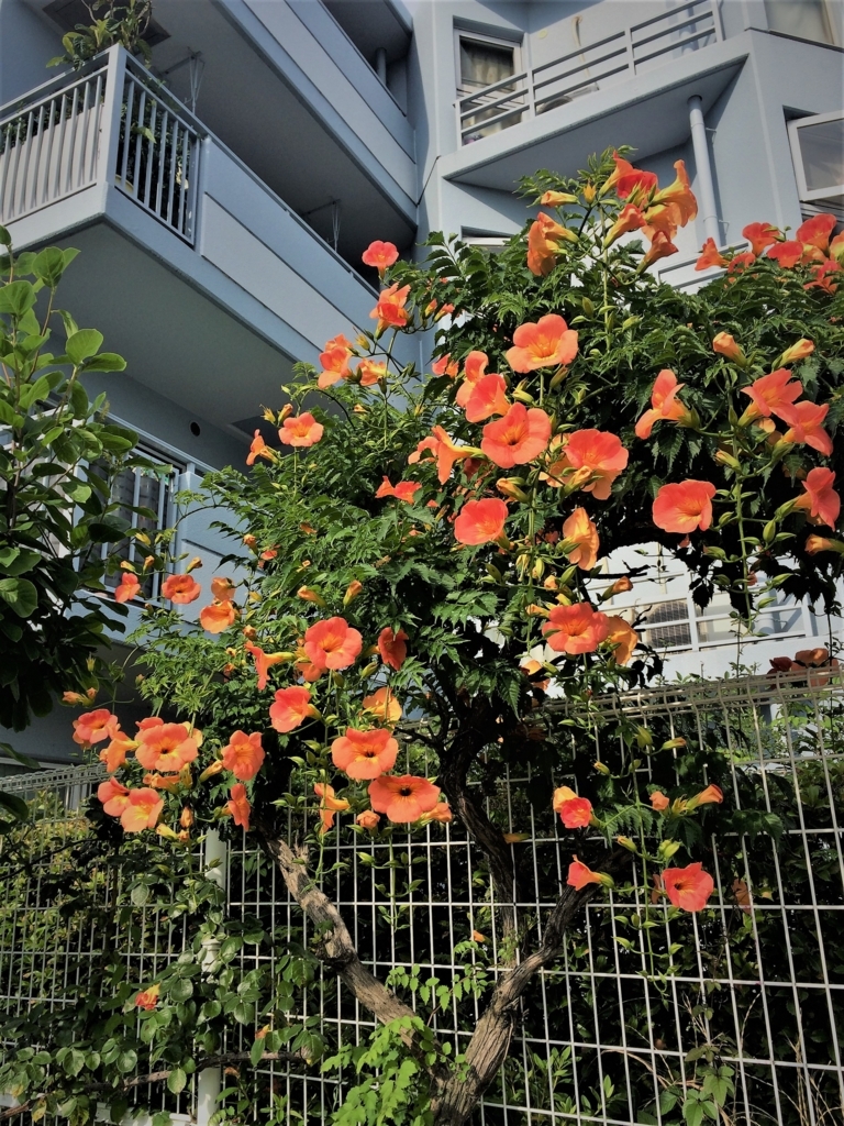 f:id:seta_tooru2:20180720203935j:plain