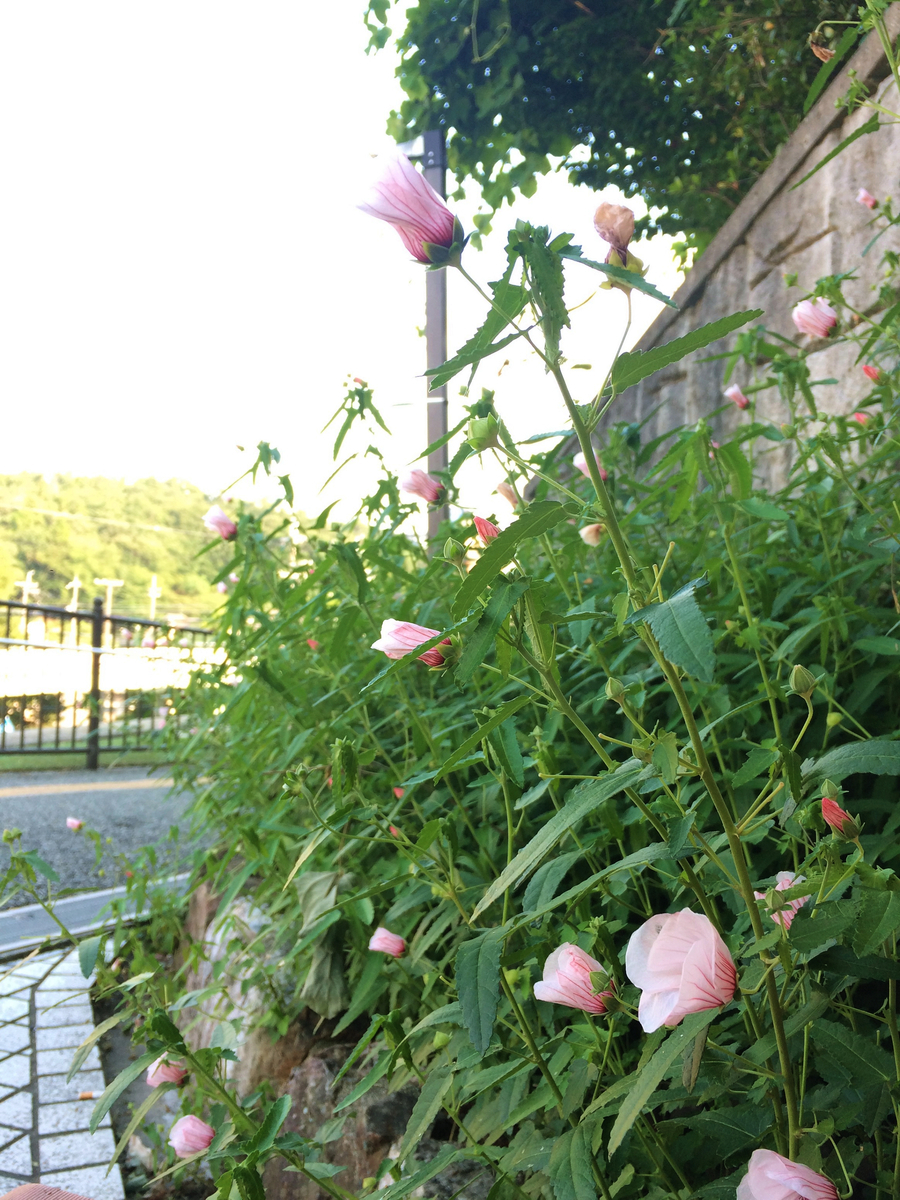 f:id:seta_tooru2:20190814192212j:plain f:id:seta_tooru2:20190814192212j:plain