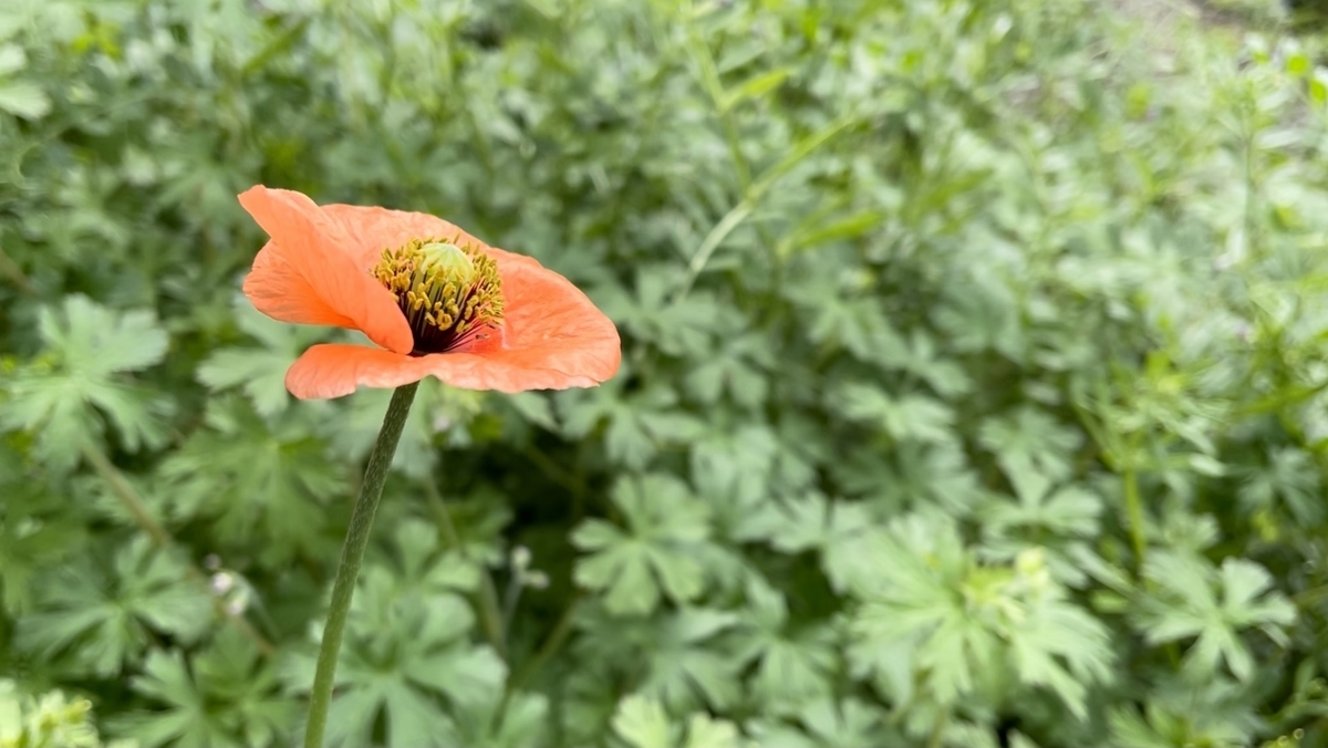 f:id:seta_tooru2:20210504102152j:plain