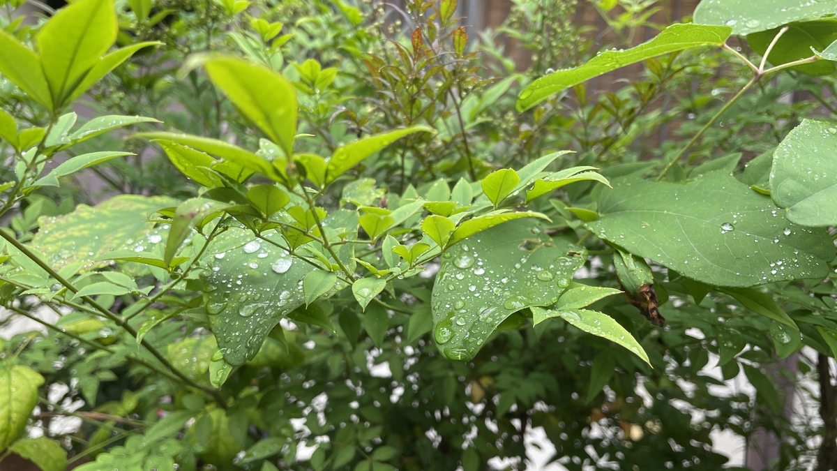 f:id:seta_tooru2:20210523234934j:plain