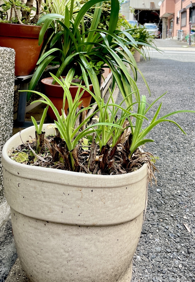 f:id:seta_tooru2:20210705213227j:plain