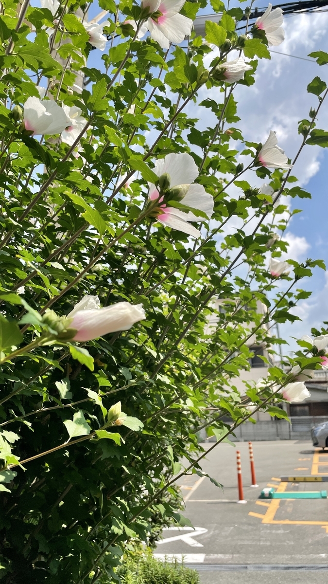 f:id:seta_tooru2:20210717150408j:plain