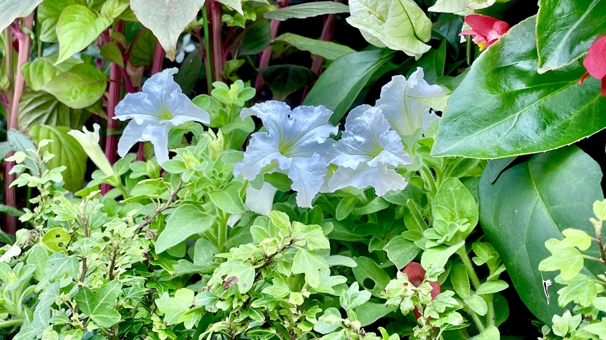 f:id:seta_tooru2:20210730213043j:plain