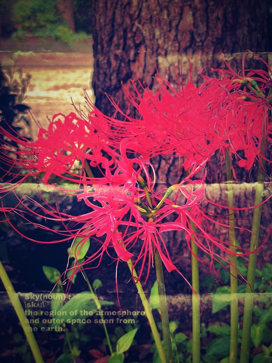 f:id:seta_tooru2:20210924220247j:plain