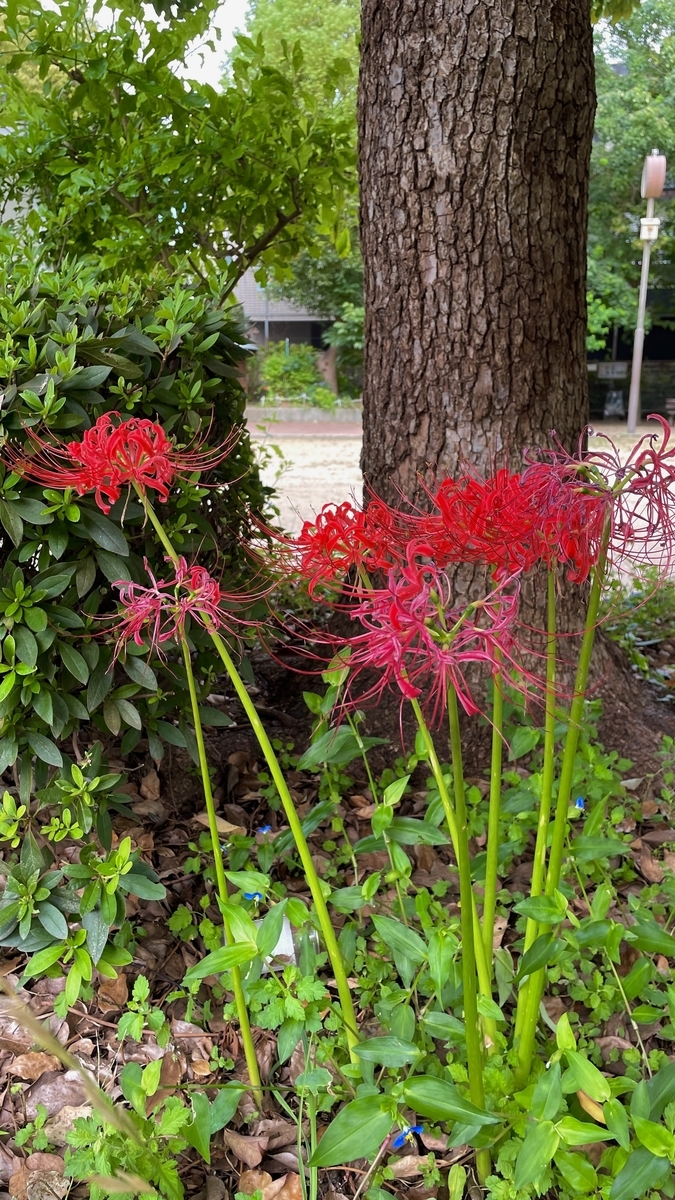 f:id:seta_tooru2:20210924220438j:plain