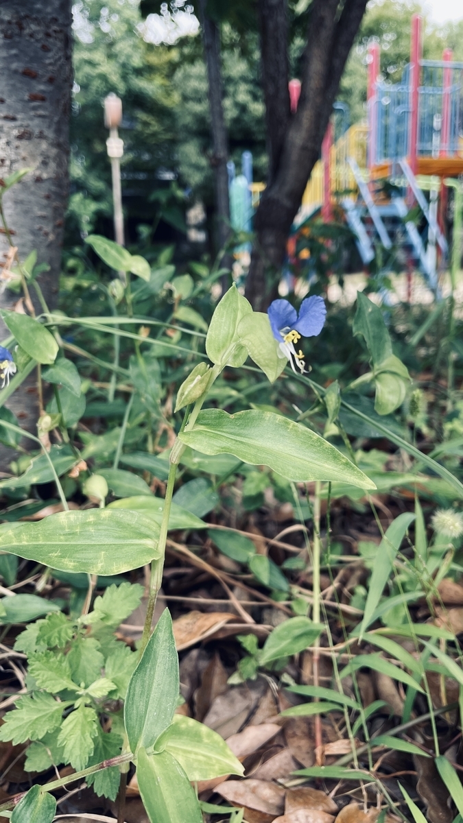 f:id:seta_tooru2:20210924220527j:plain