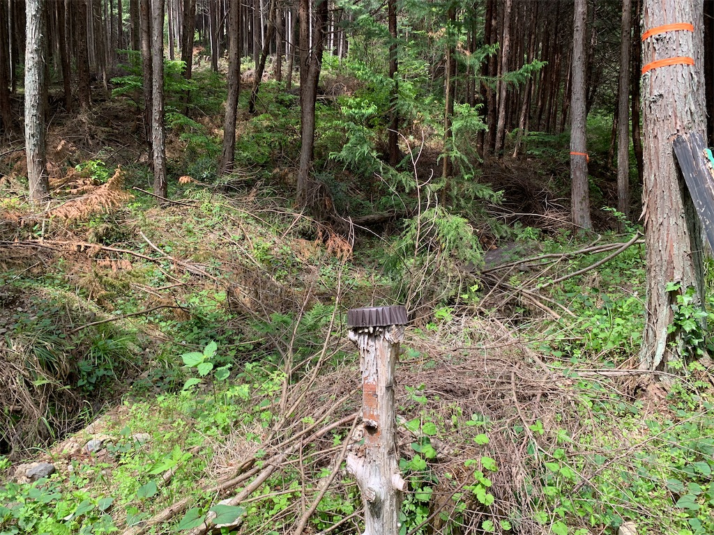 f:id:setagoto:20240503082933j:image