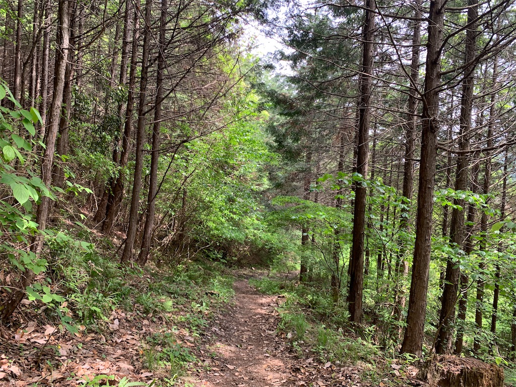 f:id:setagoto:20240503083353j:image