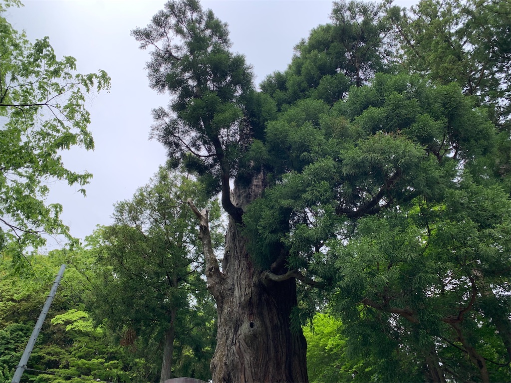 f:id:setagoto:20240515082638j:image