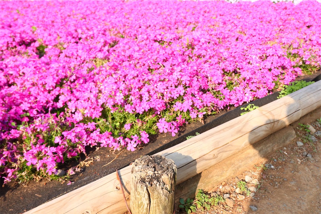 f:id:setagoto:20260422220148j:image f:id:setagoto:20260422220148j:image