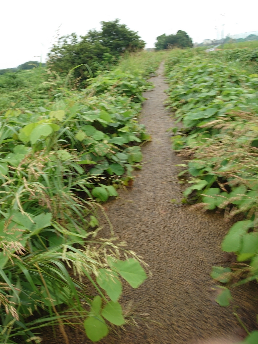 藪と化しそうな入間川河川敷で10kmを2本 - 走・高・酒 (そう・こう・しゅ) ブログ