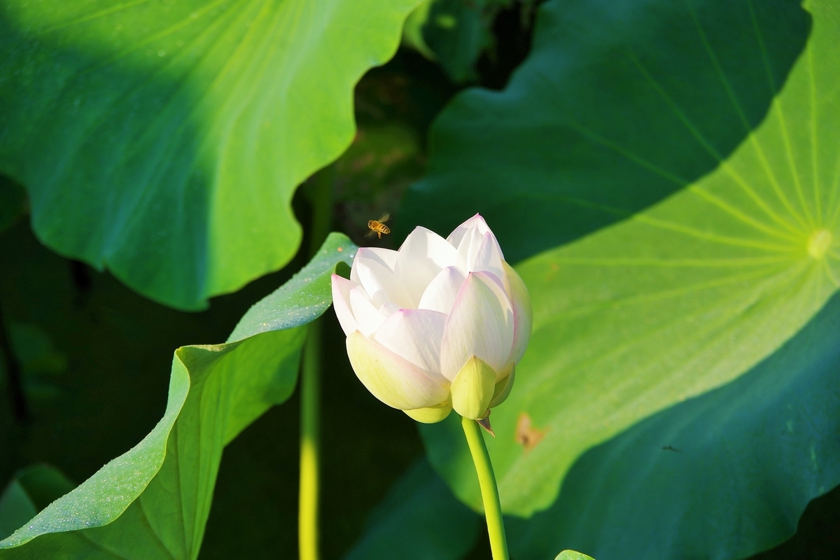 f:id:setakayabase:20200831061919j:plain f:id:setakayabase:20200831061919j:plain