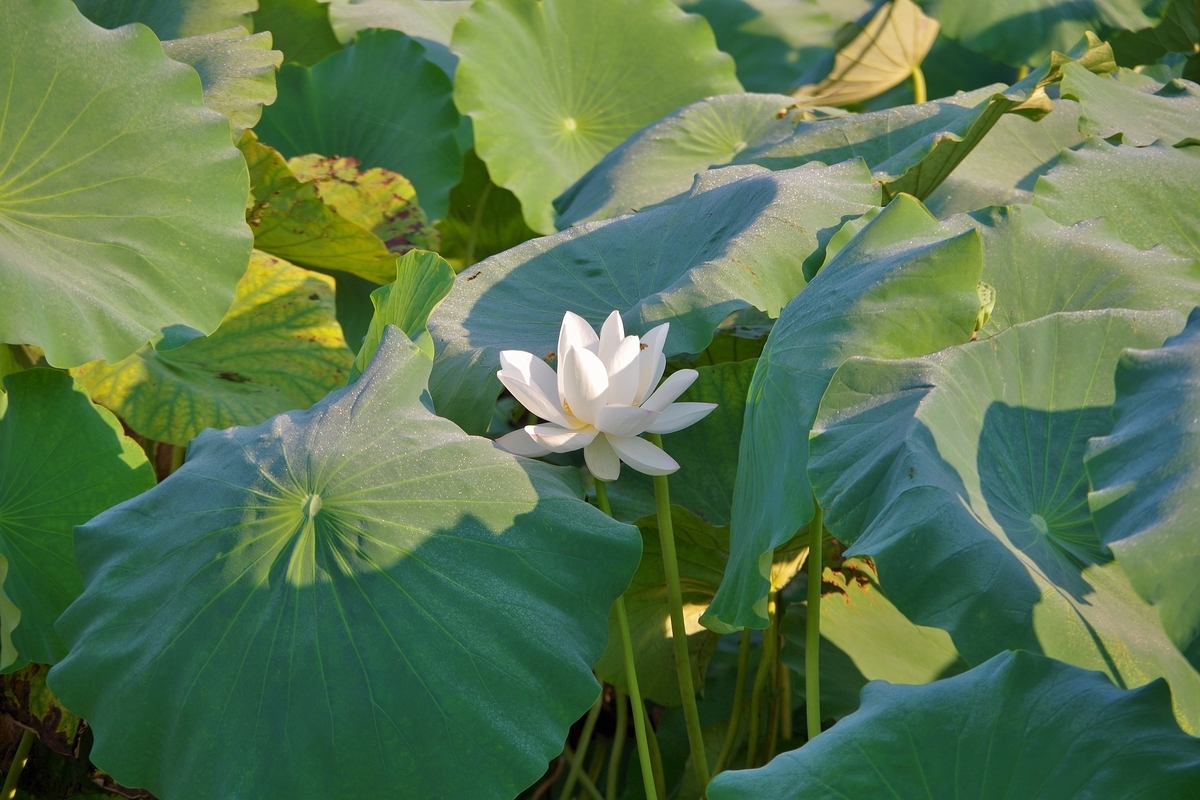 f:id:setakayabase:20200831063606j:plain f:id:setakayabase:20200831063606j:plain