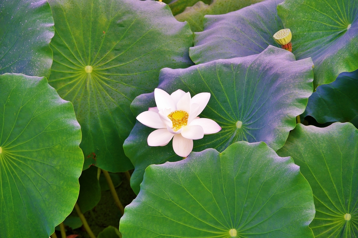 f:id:setakayabase:20200831064309j:plain f:id:setakayabase:20200831064309j:plain