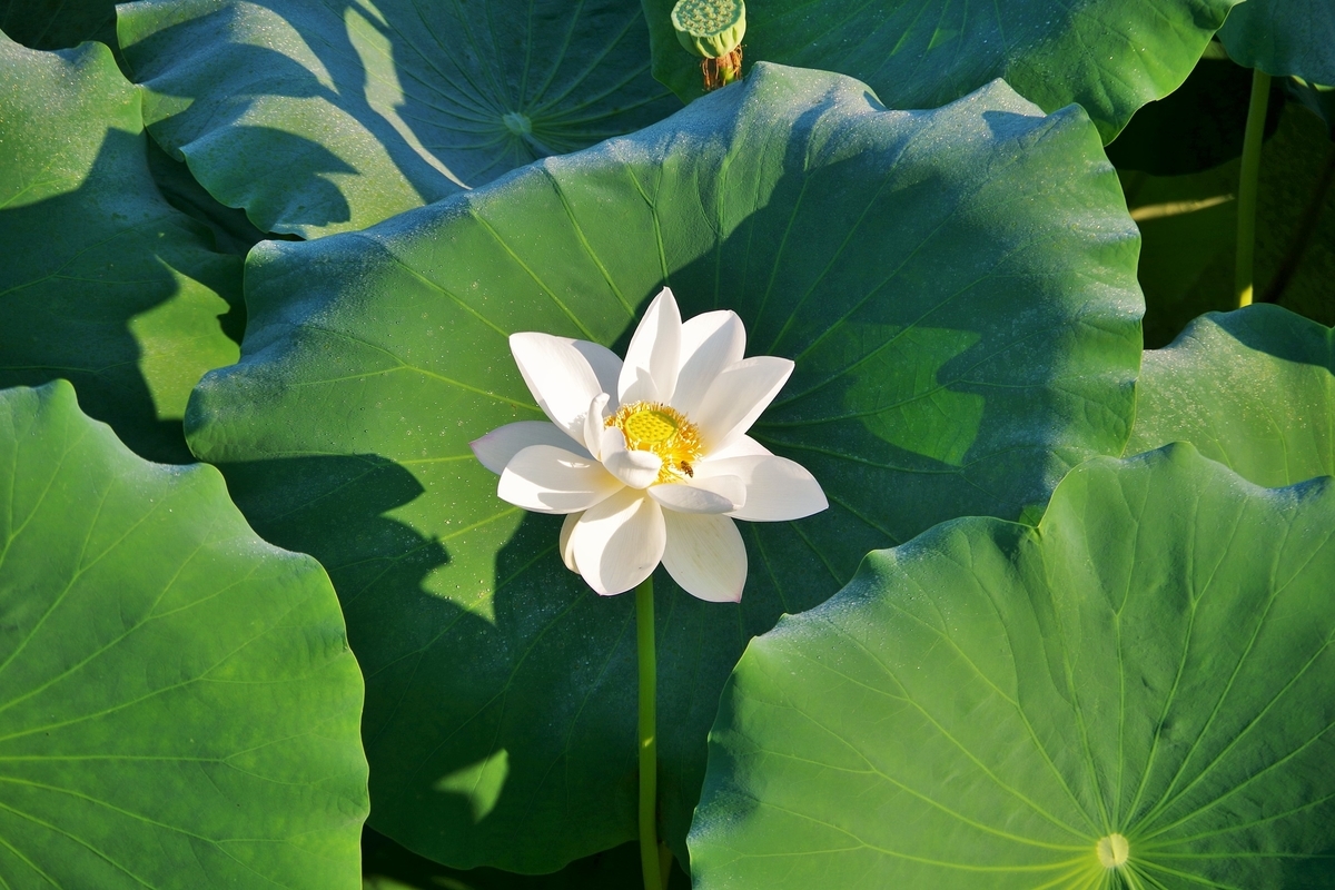 f:id:setakayabase:20200831065501j:plain f:id:setakayabase:20200831065501j:plain