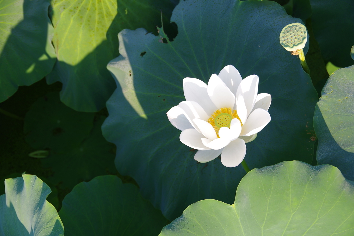 f:id:setakayabase:20200831065616j:plain f:id:setakayabase:20200831065616j:plain