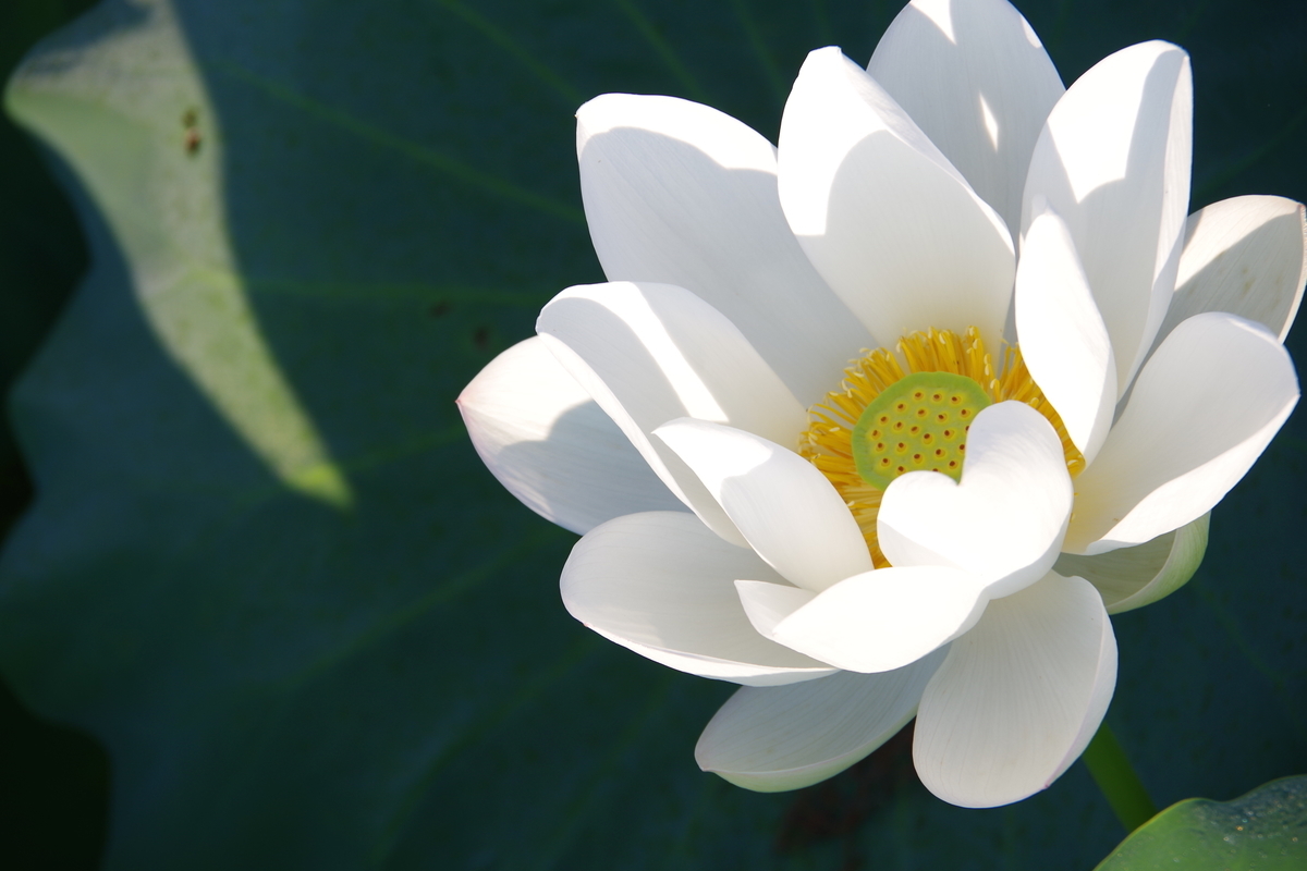 f:id:setakayabase:20200831065625j:plain f:id:setakayabase:20200831065625j:plain