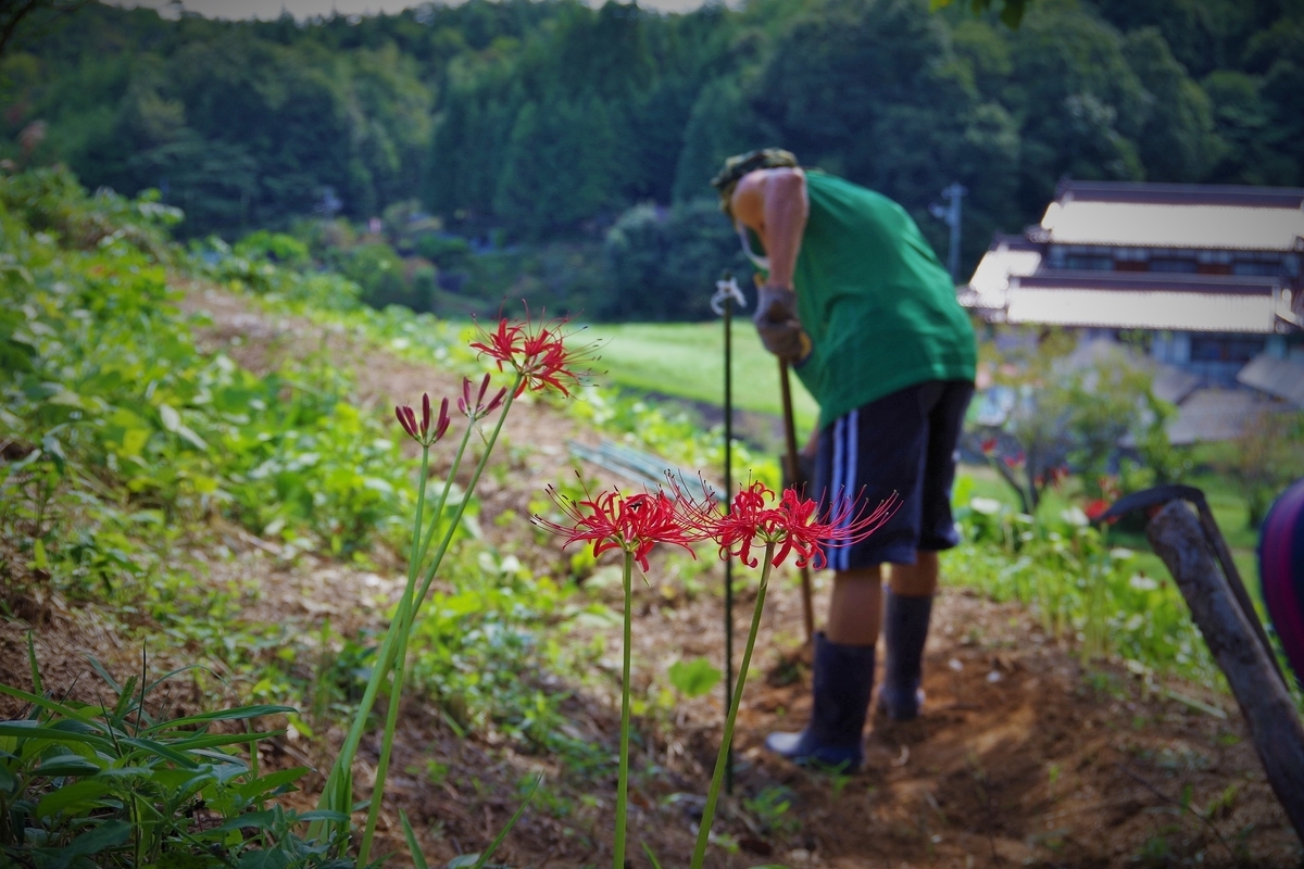 f:id:setakayabase:20200919184911j:plain