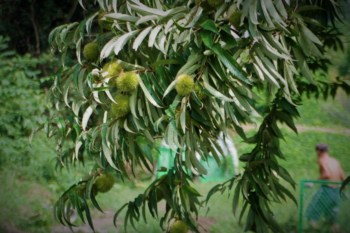 f:id:setakayabase:20200919185732j:plain