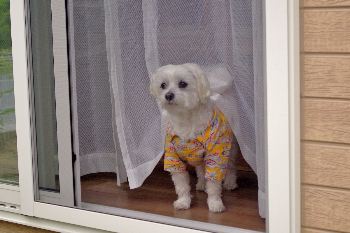 f:id:setakayabase:20210508213818j:plain