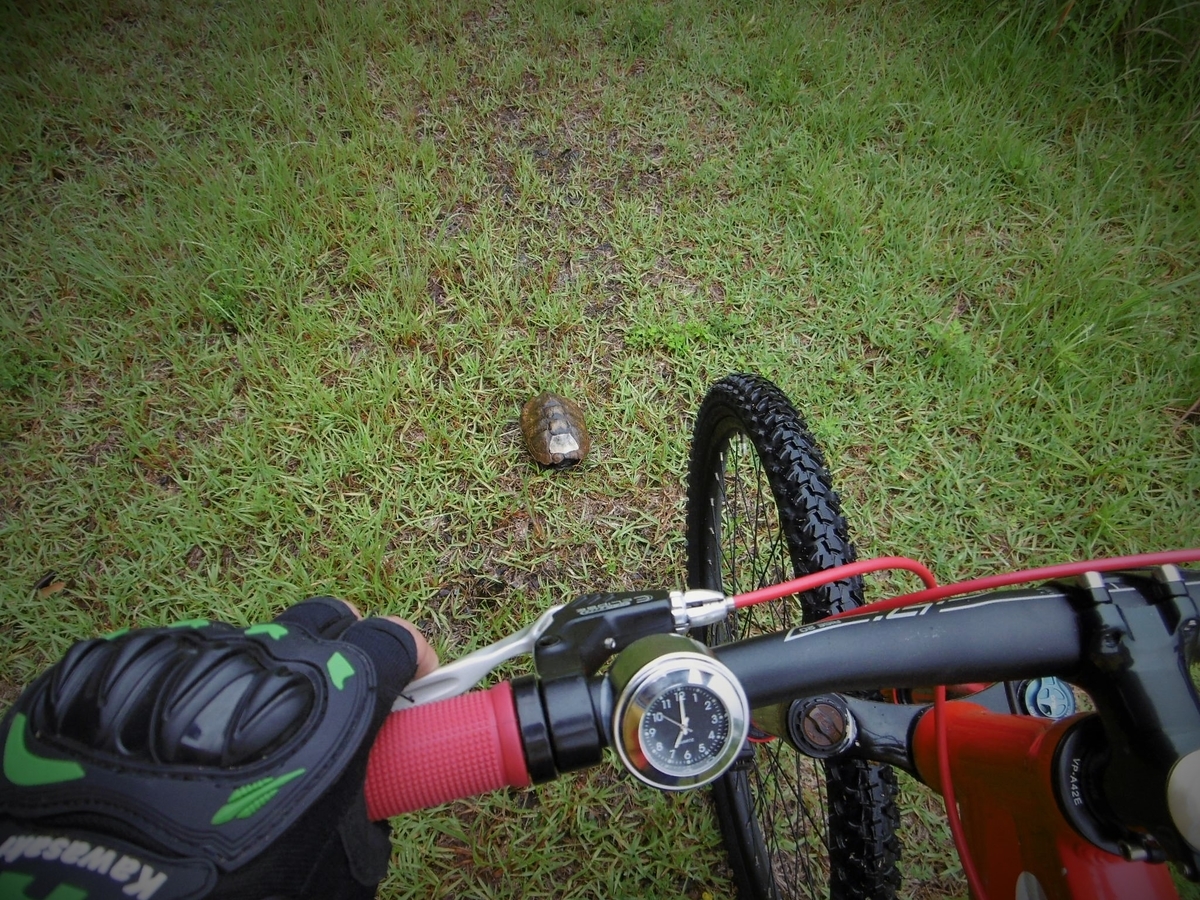 f:id:setakayabase:20210710232349j:plain