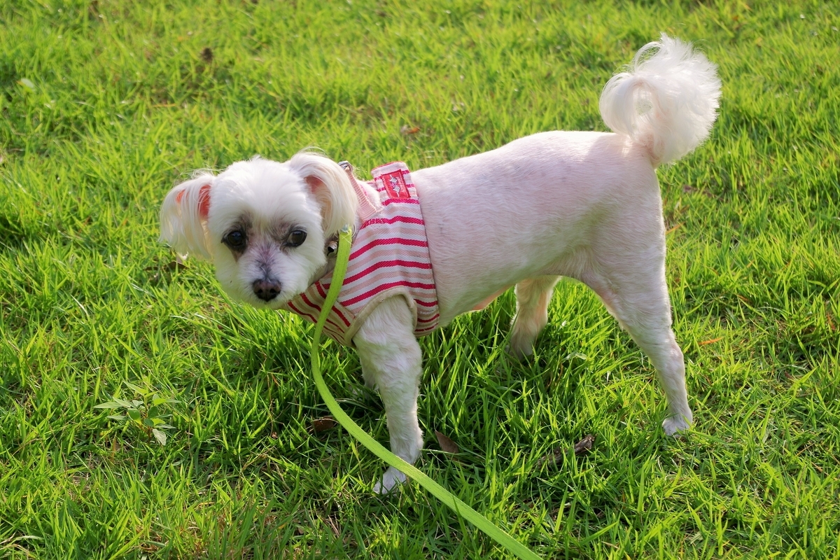 f:id:setakayabase:20210711005157j:plain