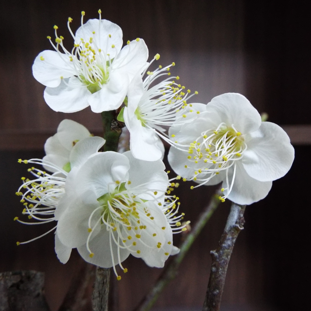 f:id:seto_lab:20190211010554j:plain