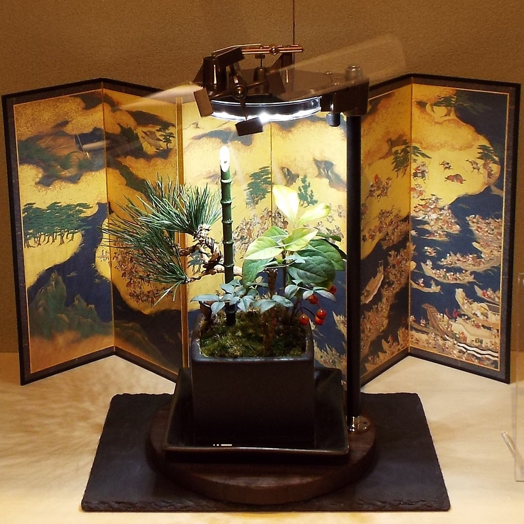 黒松の盆栽　展示